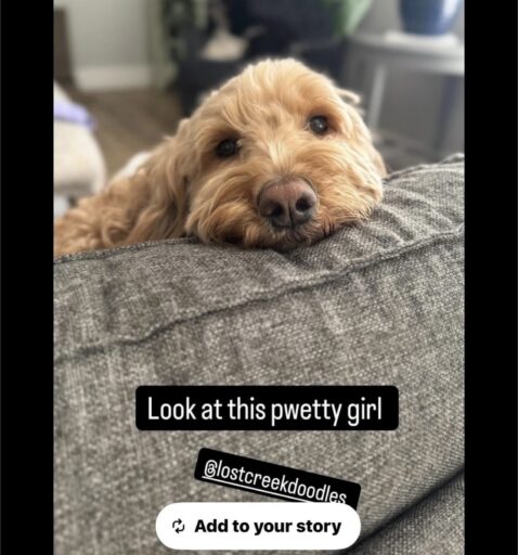goldendoodle