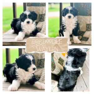 bordoodle puppy