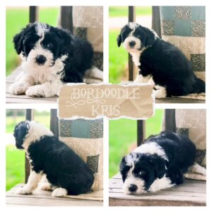 bordoodle puppy
