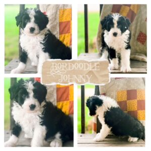 bordoodle puppy