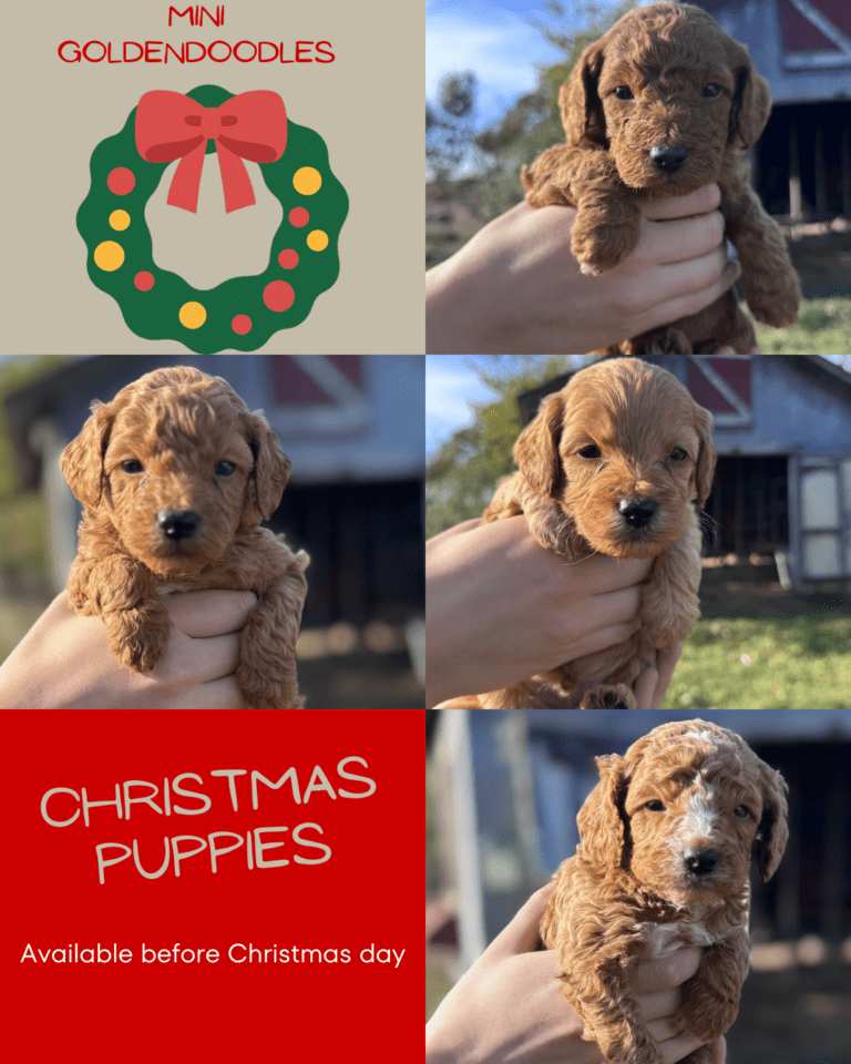 mini-Goldendoodle christmas