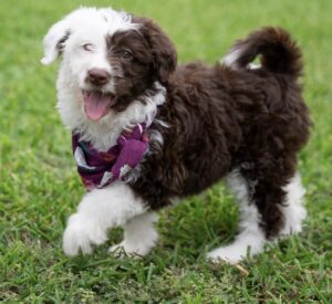 Bordoodles puppy