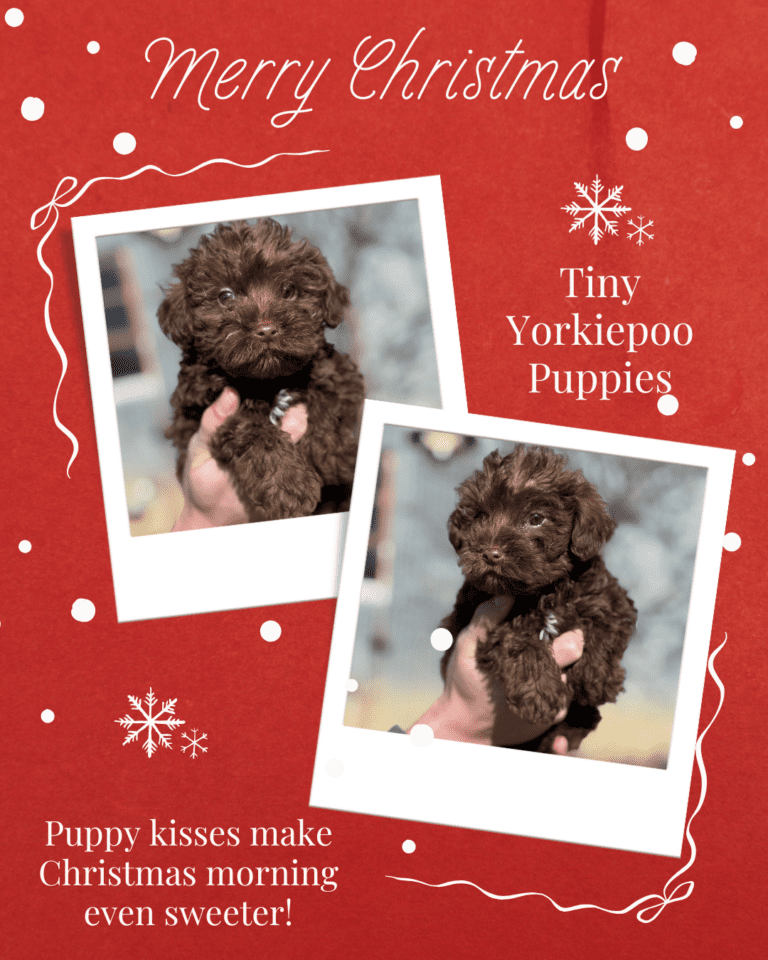 yorkiepoo puppy christmas