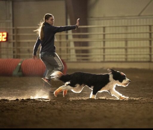 trainer and bordoodle