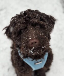 English labradoodles in texas