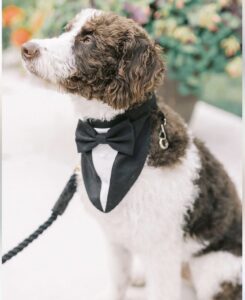 English Labradoodles in texas