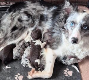 border collie and Bordoodle puppies