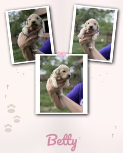 english cream goldendoodle puppy