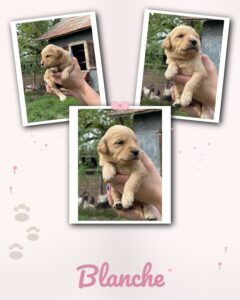 english cream goldendoodle puppy