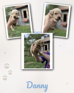 english cream goldendoodle puppy