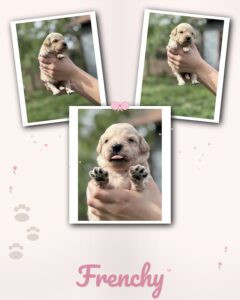 english cream goldendoodle puppy