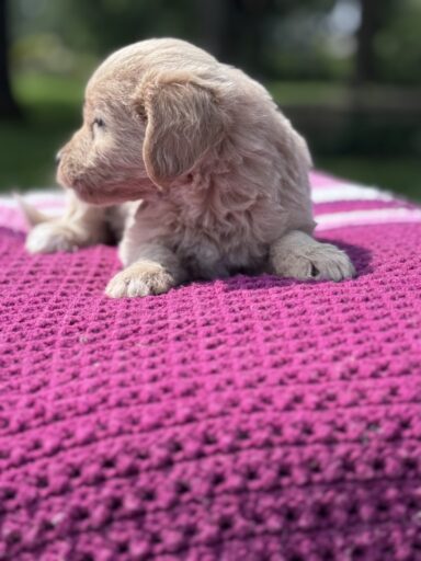 English Cream Golderndoodle puppy