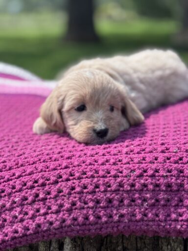 English Cream Golderndoodle puppy