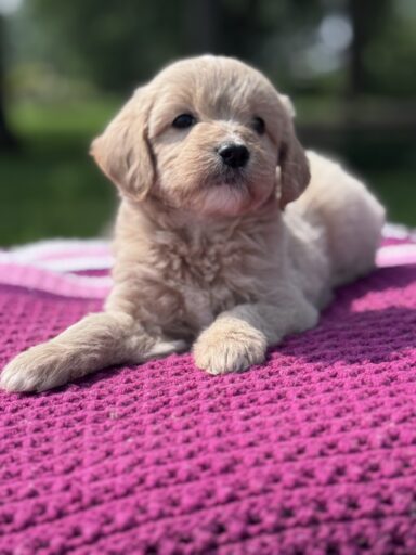 English Cream Golderndoodle puppy