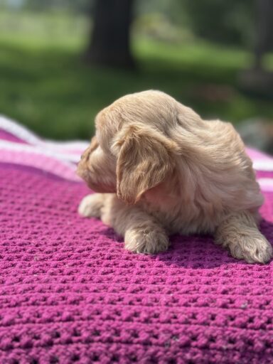 English Cream Golderndoodle puppy