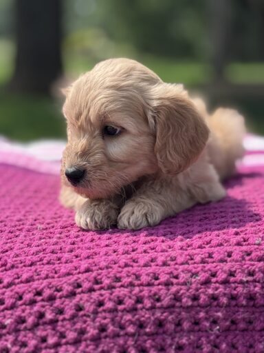 English Cream Golderndoodle puppy