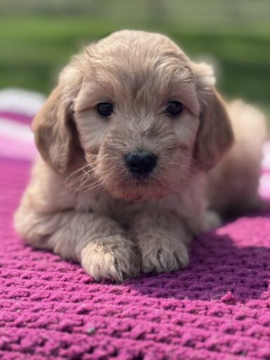 English Cream Golderndoodle puppy