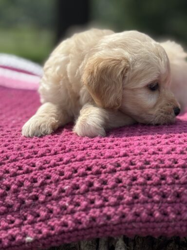 English Cream Golderndoodle puppy