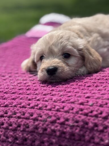 English Cream Golderndoodle puppy