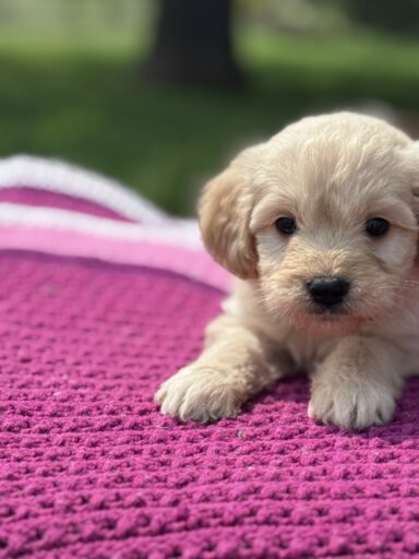 English Cream Golderndoodle puppy