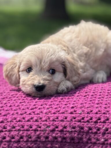 English Cream Golderndoodle puppy