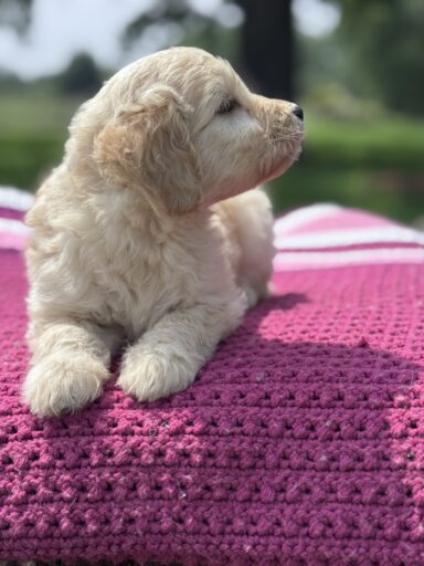 English Cream Golderndoodle puppy