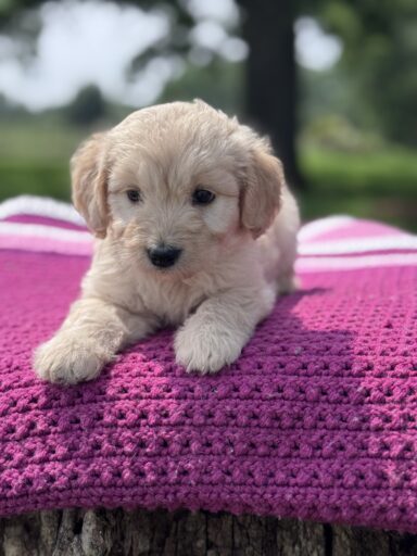 English Cream Golderndoodle puppy