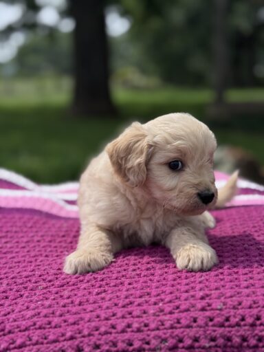 English Cream Golderndoodle puppy