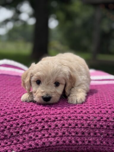 English Cream Golderndoodle puppy