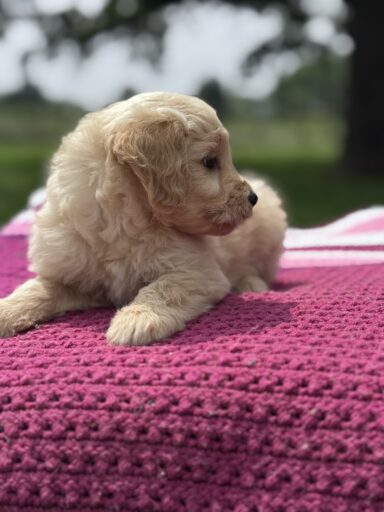 English Cream Golderndoodle puppy