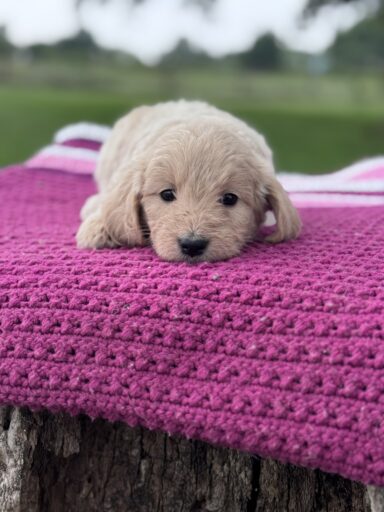 English Cream Golderndoodle puppy