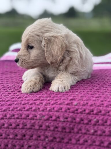 English Cream Golderndoodle puppy