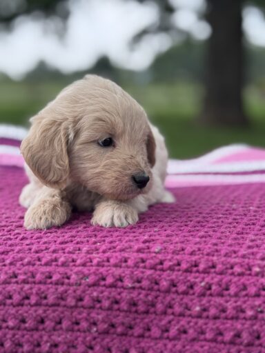 English Cream Golderndoodle puppy