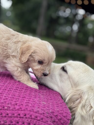 English Cream Goldendoodle Puppy and momma