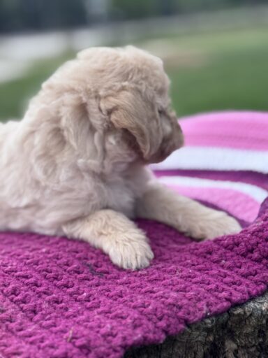 English Cream Goldendoodle Puppy