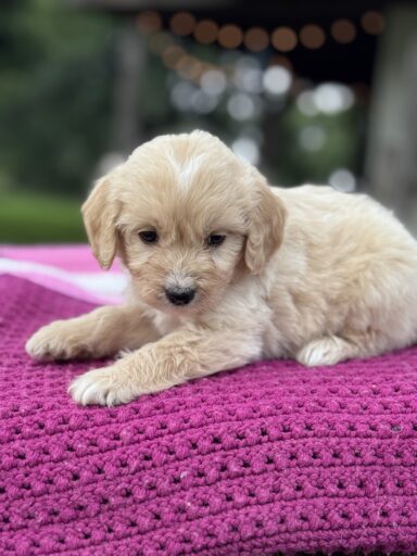 English Cream Goldendoodle Puppy