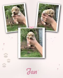 english cream goldendoodle puppy