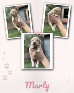 english cream goldendoodle puppy