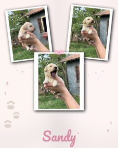 english cream goldendoodle puppy