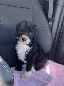 F1b Bordoodle puppy being delivered to her new family