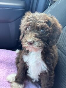 F1b Bordoodle puppy being delivered to her new family