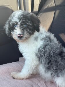 F1 Bordoodle puppy being delivered to her new family