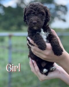 English Labradoodle puppy