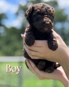 English Labradoodle puppy