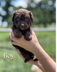 English Labradoodle puppy