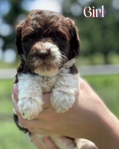 English Labradoodle puppy
