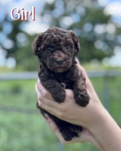 English Labradoodle puppy