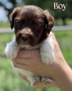 English Labradoodle puppy