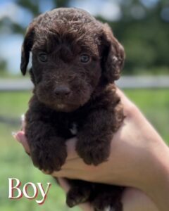 English Labradoodle puppy
