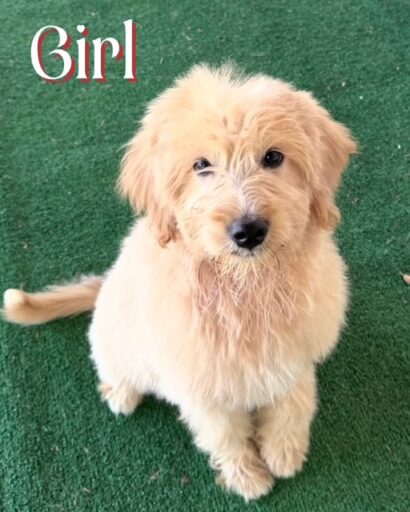 goldendoodle puppy